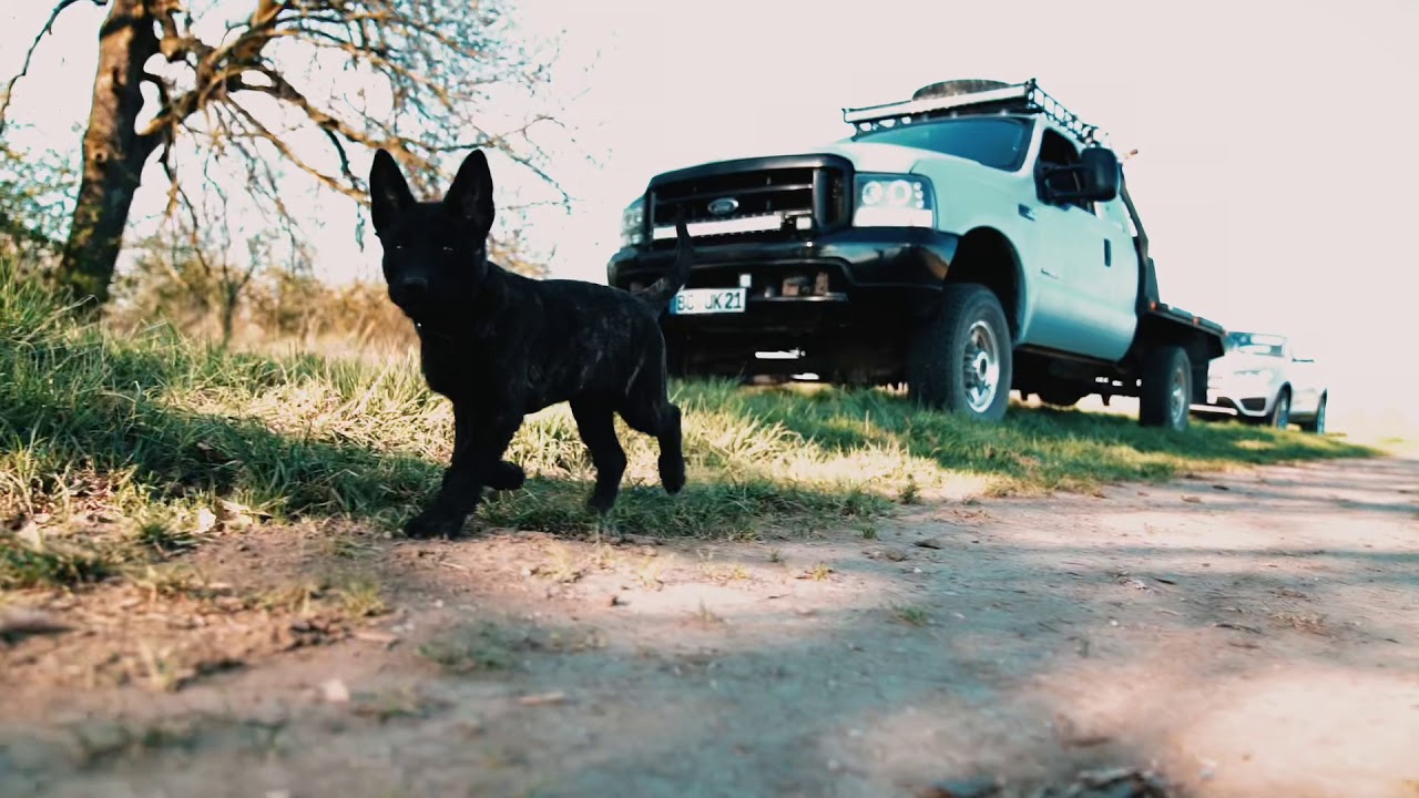 Diesel - Welpenshooting - Hundeshooting
