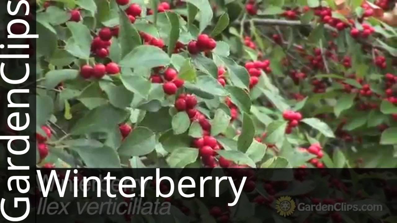 Winterberry - Ilex verticilata - Deciduous Holly