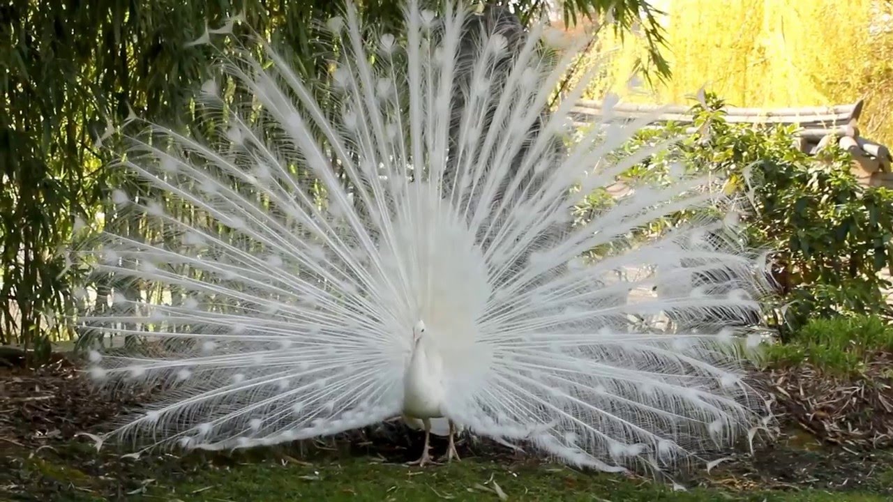 Un paon blanc fait la roue au jardin d'acclimatation à Paris-  white peacock - avril 2016 2/3