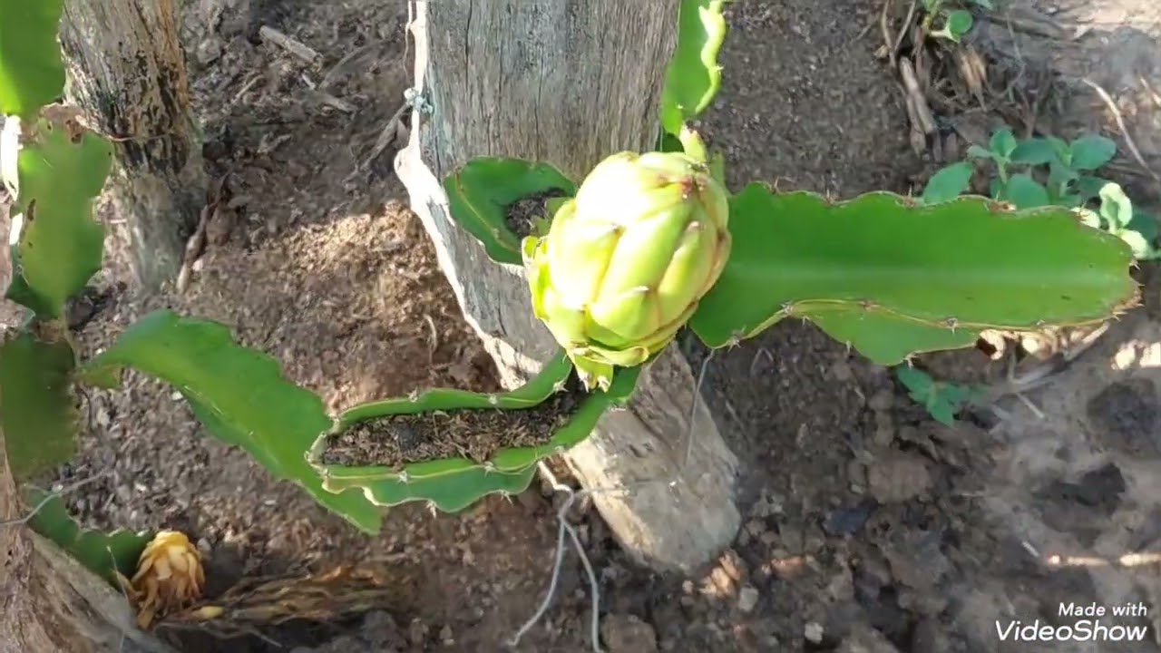 Plantação de  frutos do conde e  pitaya  aqui no sitio 
