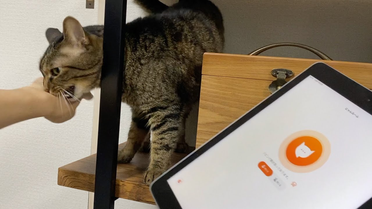 噛み付く凶暴猫に猫語翻訳アプリを使ったら衝撃の結果に…