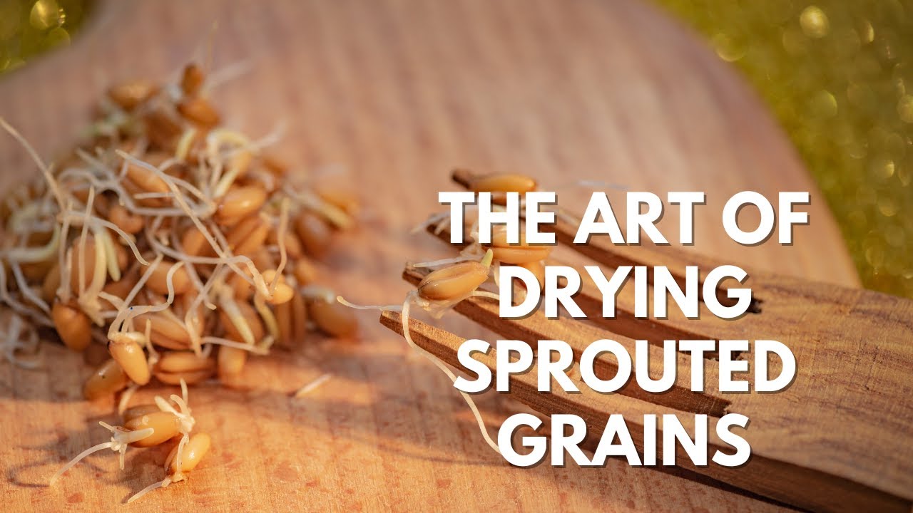 DIY Sprouted Grain Flour- Mastering The Dehydration Process