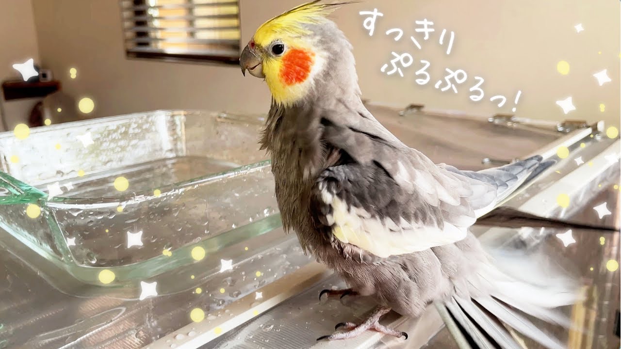 オカメインコ19歳、プールでご満悦  19yo Cockatiel Having Fun in the Pool
