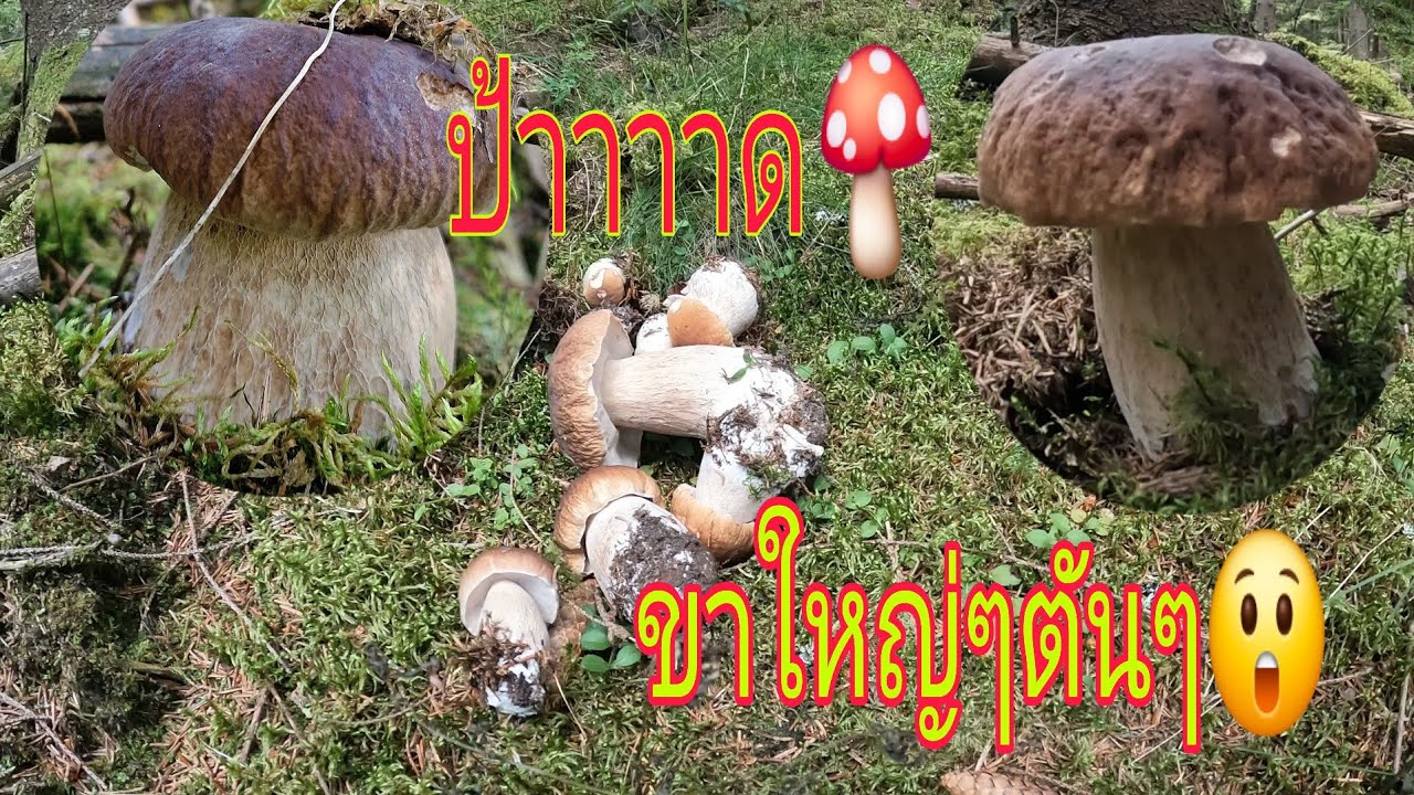 ป้าาาด สะออนขาเห็ดผึ้งหวาน ขาใหญ่ๆตันๆ😲🍄