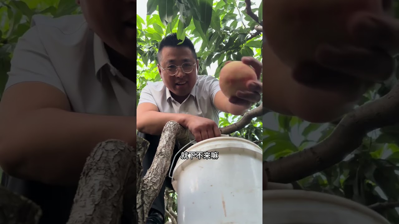 把工作丢在工位上，去武南摘一篮阳光，到华华烫一碗热辣，风是乡下的，香是桃子的，劲道是粉条的，太攒劲啦#摘桃子啦 #下班后的日常