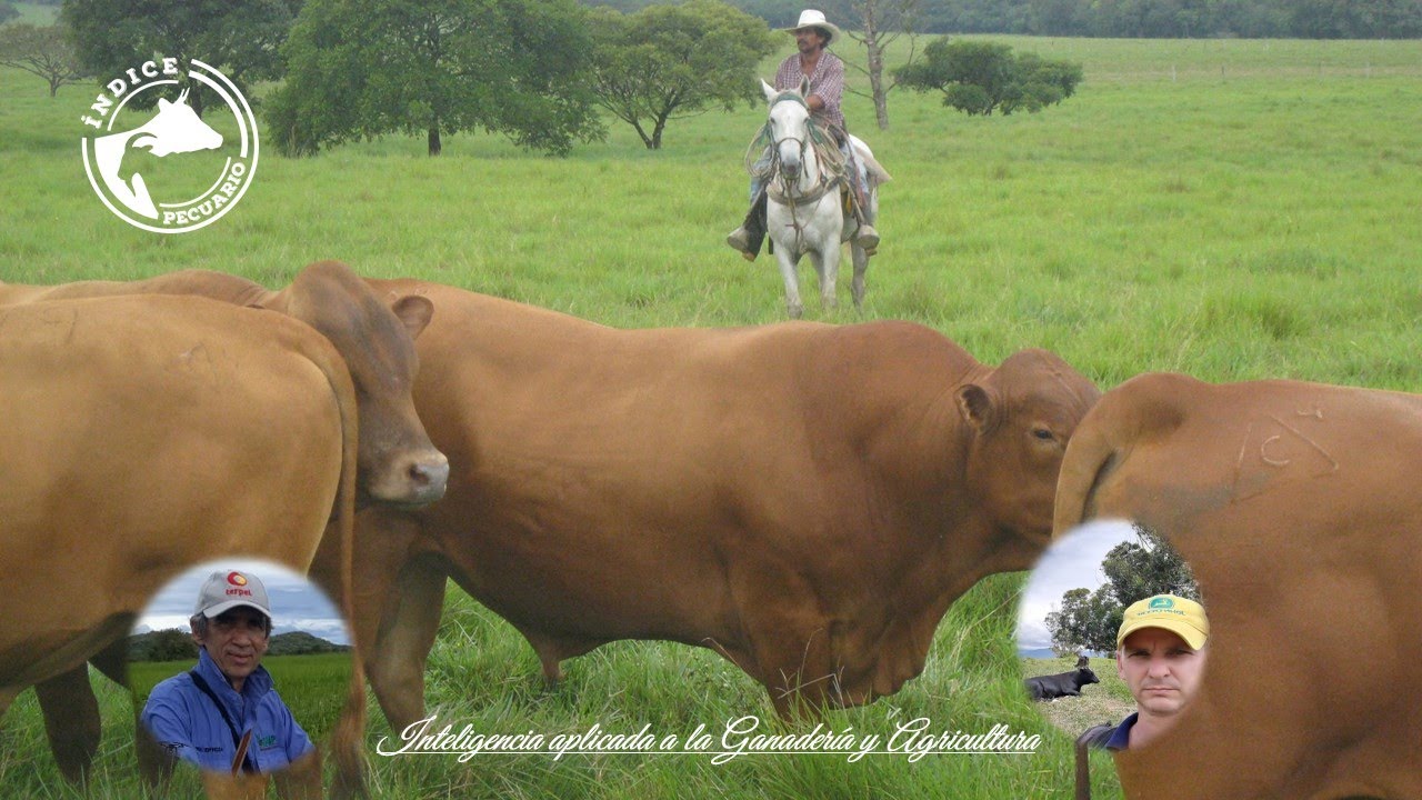 Tokenización de la Ganadería y la Agricultura