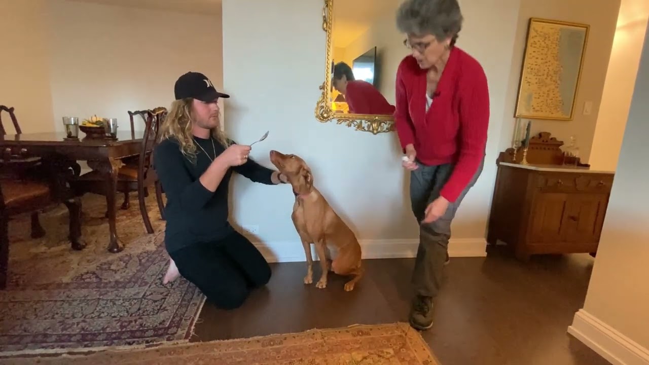 How to apply eye drops to an active young dog the Low-Stress way
