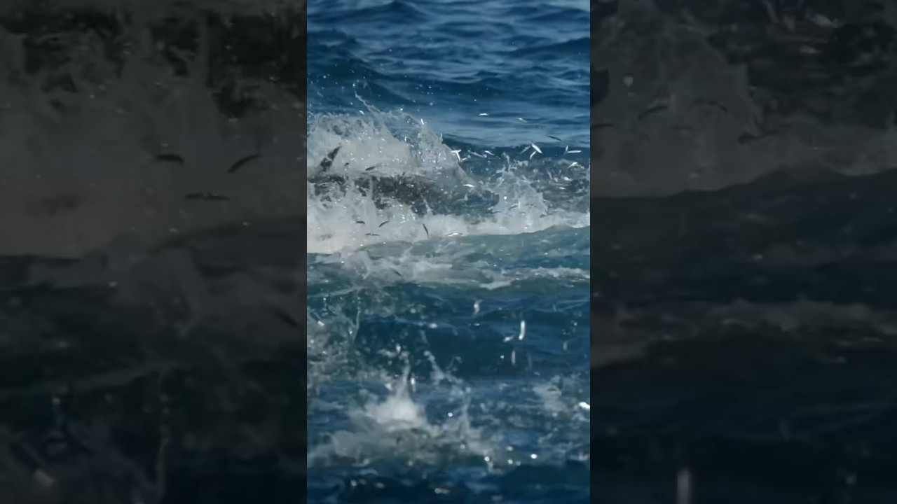 Frenzy time!! #fishing #fish #wow #tuna #aclassic
