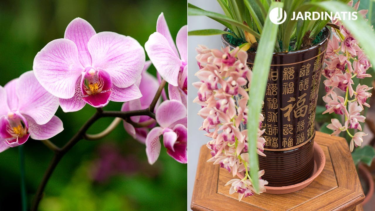 Diferencias entre orquídeas de tierra y aéreas -  Bricomanía - @Jardinatis