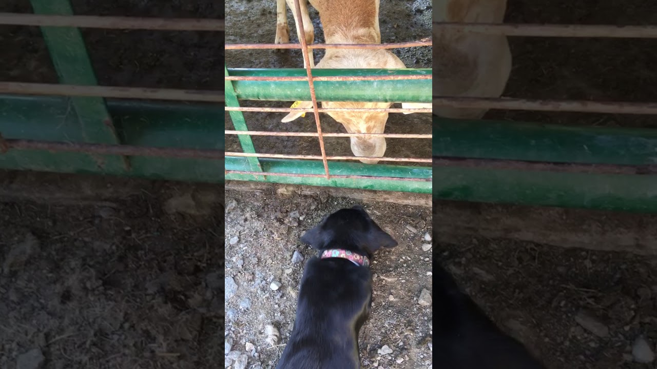 Puppy meets sheep at East Fork Farm