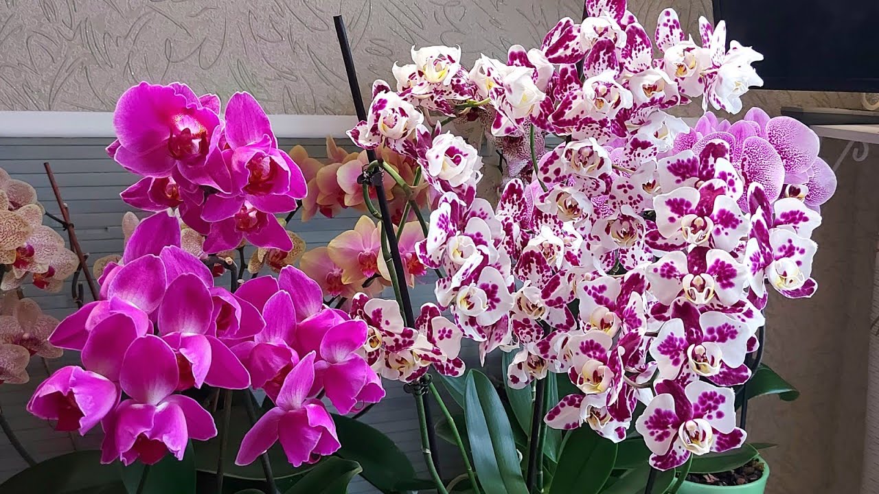 ОРХИДЕИ удивляют😊🥰🤩