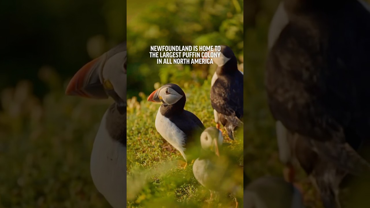 World Seabird Day: Meet the Puffin, Atlantic Canada&rsquo;s Iconic Seabird