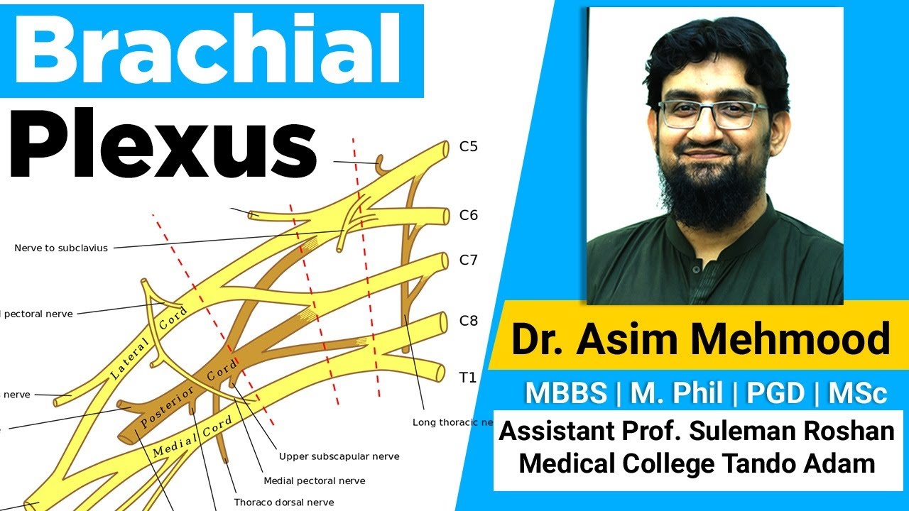 Brachial Plexus Made Easy Tutorial ( Hindi / Urdu)
