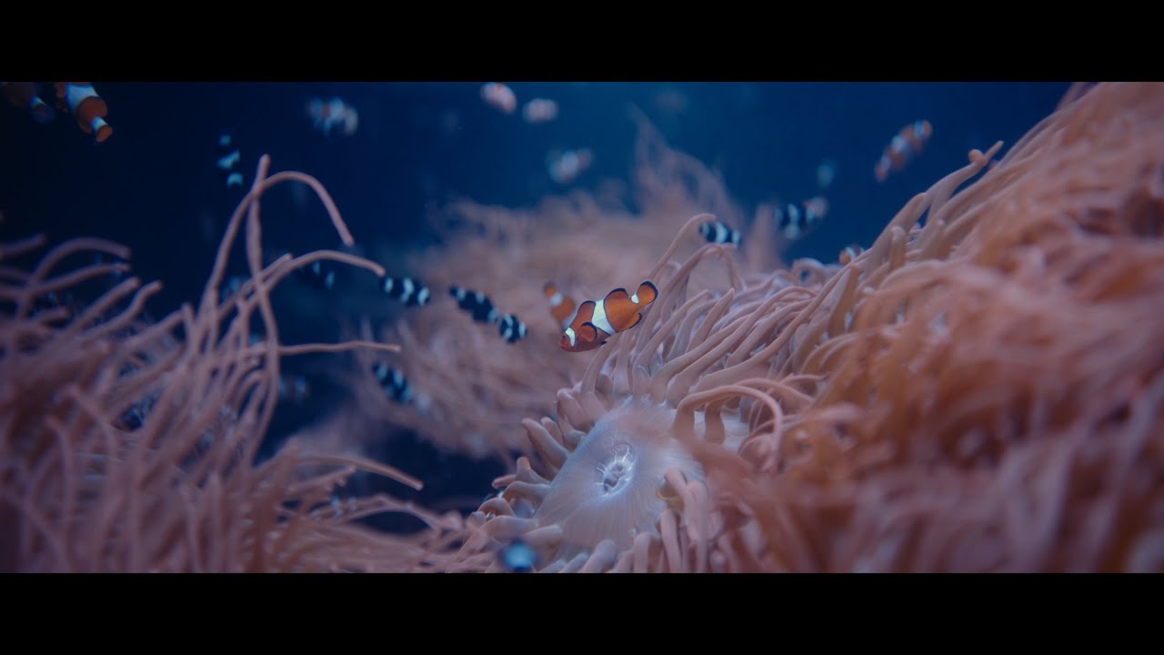 SIRUI Astra Anamorphic Cine Lens | SEA LIFE London Test Footage