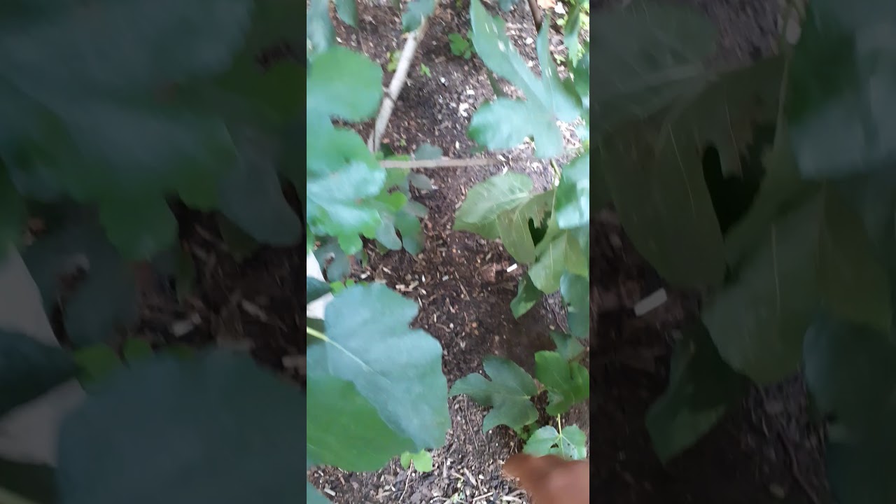 Geedka tiinka quraanka lagu sheegay (BERDE) nafcigiisa iyo beerashadiisa, fig tree, شجرة التين