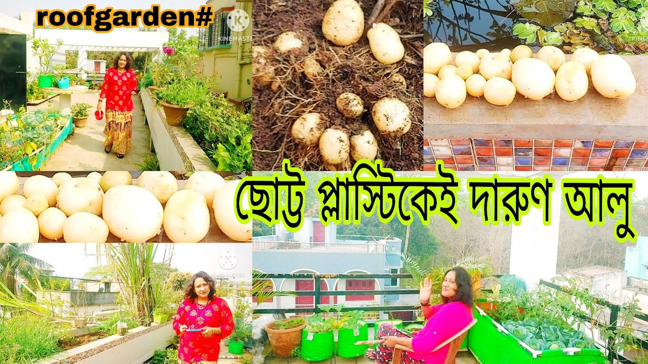 Chotto plastic e alur folon dekhe chok chanabora 🤗🤗🥰🥰. #roofgarden #chadbagan 