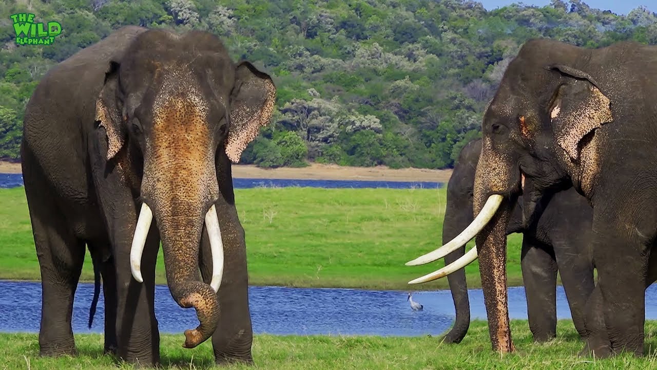 A beautiful Asian Tusker with a Herd