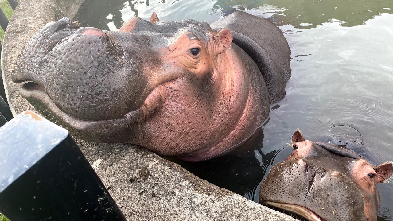 かばのうた