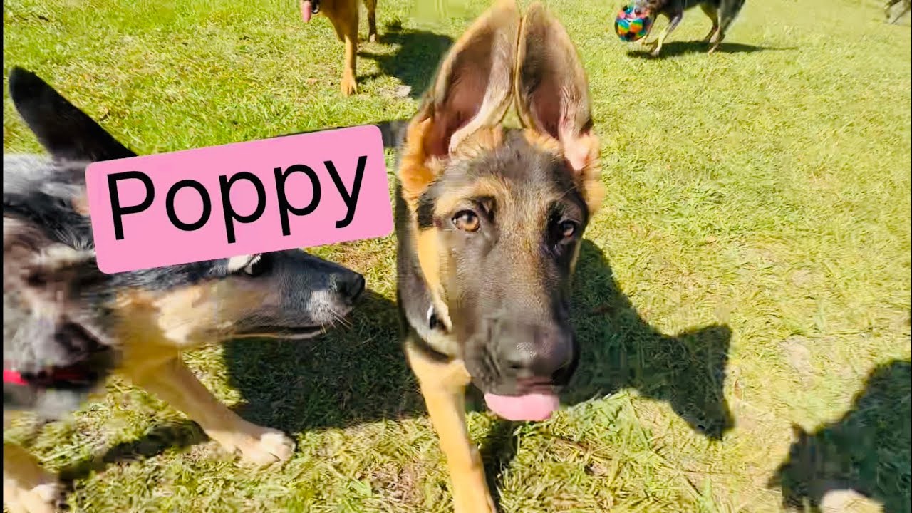 Meet Poppy ❤️ gorgeous 4 month old German Shepherd🐶