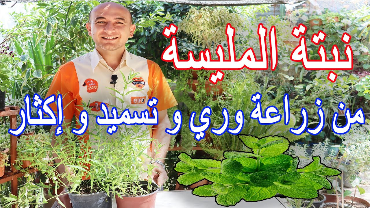 نبتة المليسة و العناية و الاكثار منها