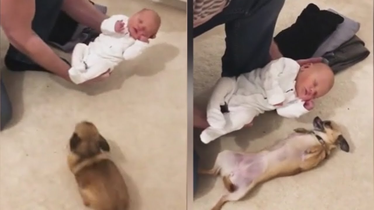 Excited Chihuahua Meets Newborn Baby For The First Time, Her Reaction Stuns Parents