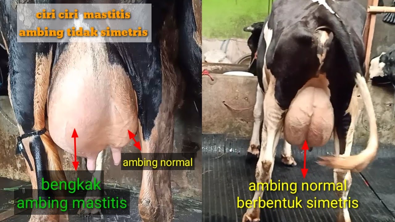 mastitis sembuh dalam waktu 10 menit , mengobati sapi mastitis dengan cara tradisional sangat ampuh👍