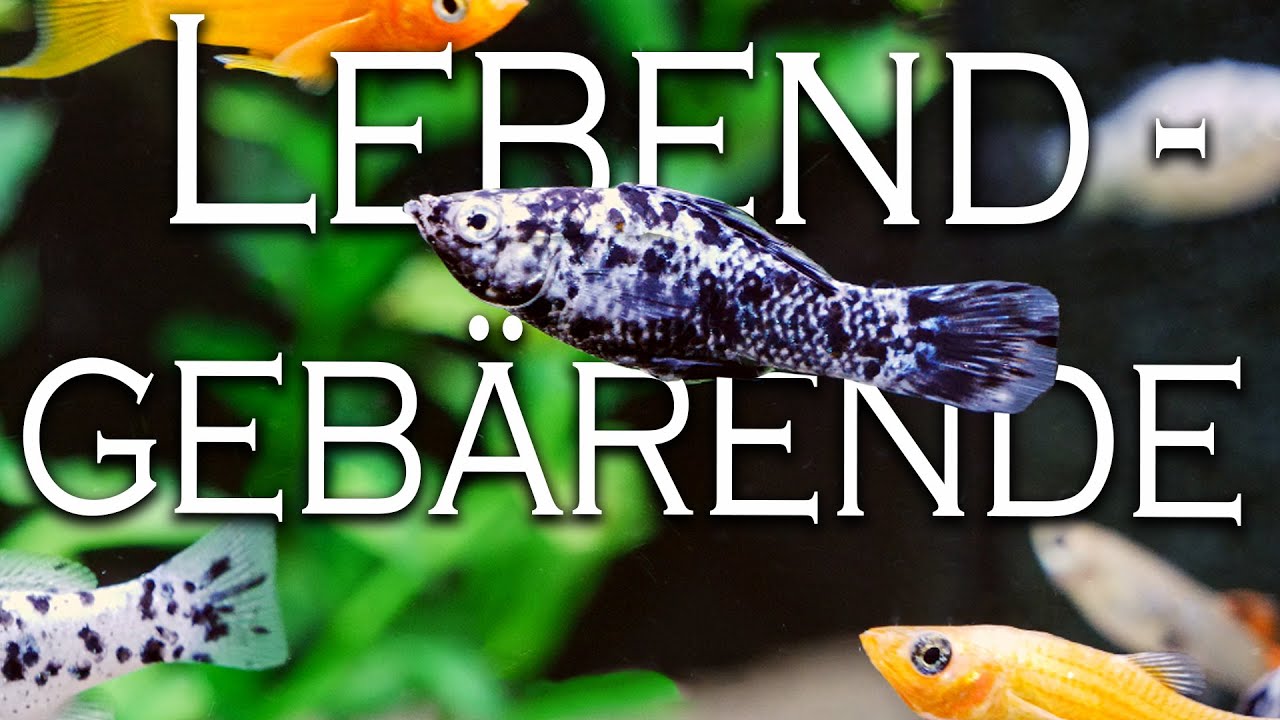 Lebendgebärende Fische - Alles über Schwertträger, Mollys, Guppys und Platys | Aquado-Zoo Dortmund