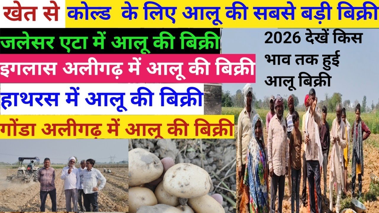 खेत से कोल्ड के लिए आलू की सबसे बड़ी बिक्री//देखें किस भाव तक हुई बिक्री//आलू की सबसे बड़ी बिक्री