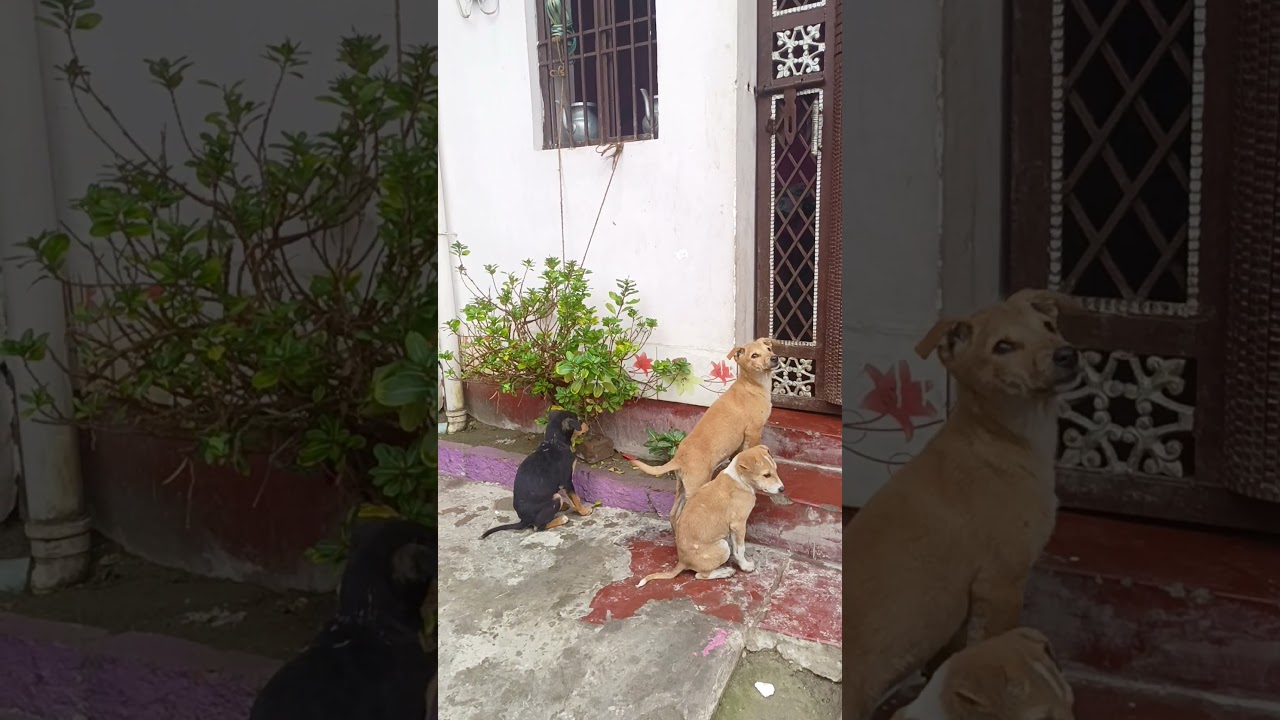 Cute baby Dog Funny Video 