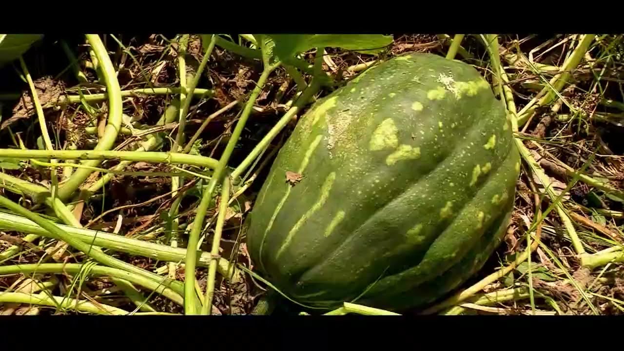 REQUERIMIENTOS AGRONÓMICOS CULTIVO AUYAMA - La Finca de Hoy