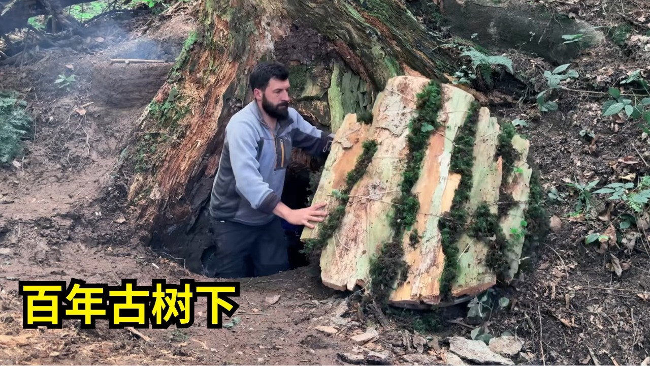 第346集: 荒野生存建造实录：在百年古树下打造坚固隐秘庇护所 | 在野外建造