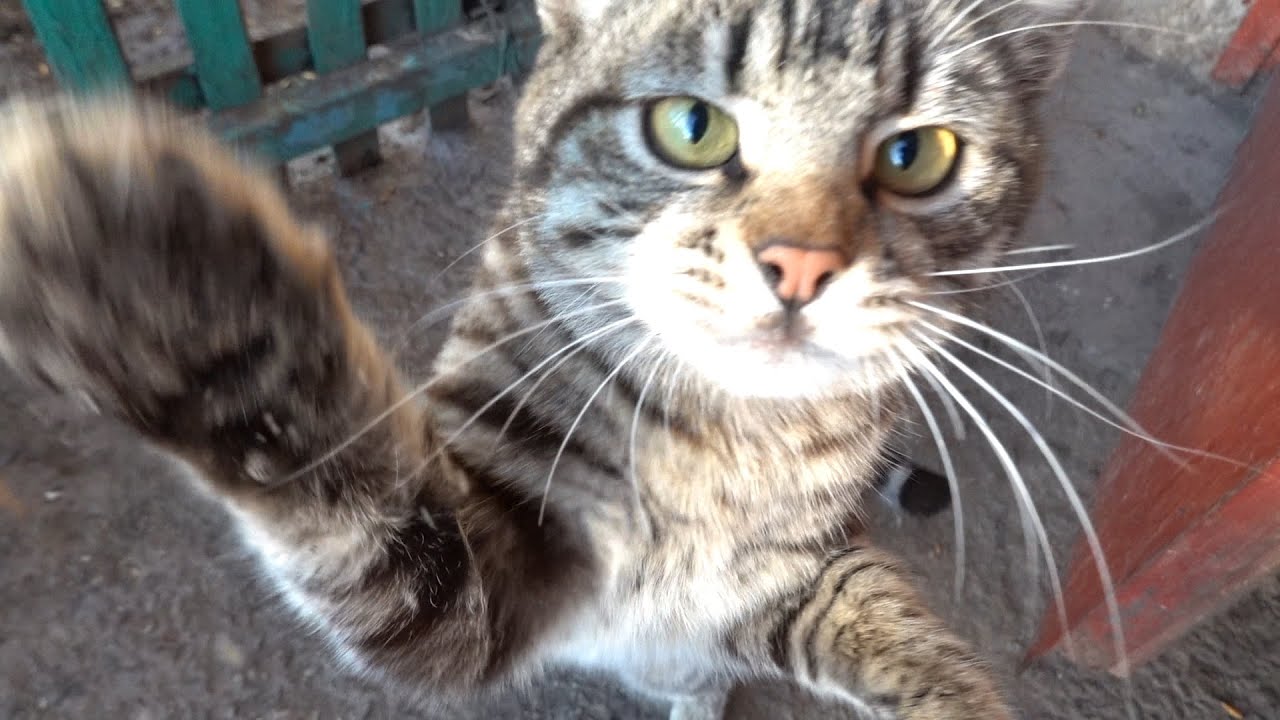 The cat says give me food or I'll scratch you