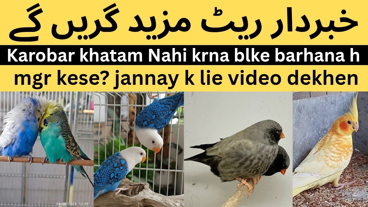 Rate girne walay hn birds k | drna Nahi h halaat SE jeetna h