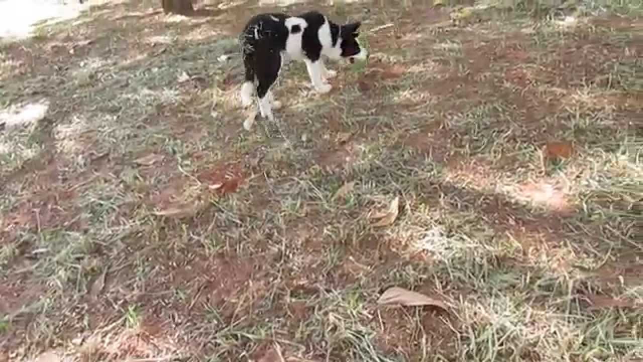 Border Collie 3 meses DuDa (Dicas)