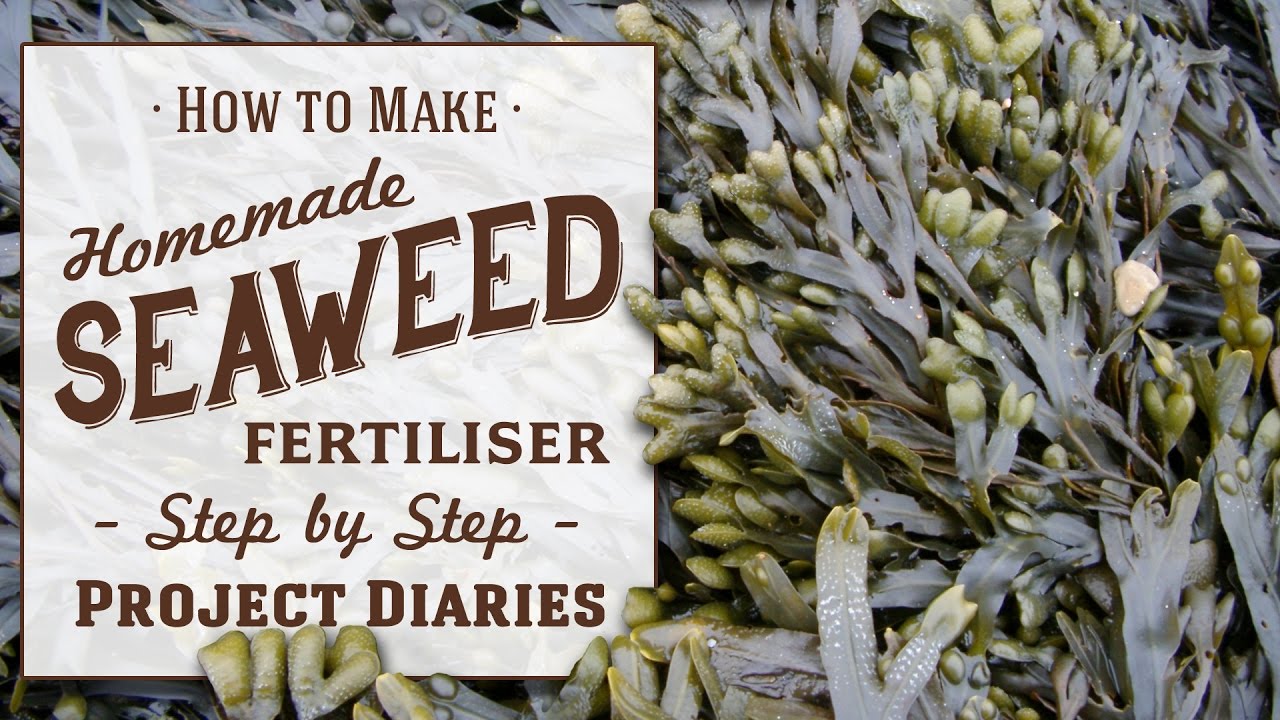 ★ How to: Make Seaweed Fertiliser (A Complete Step by Step Guide)