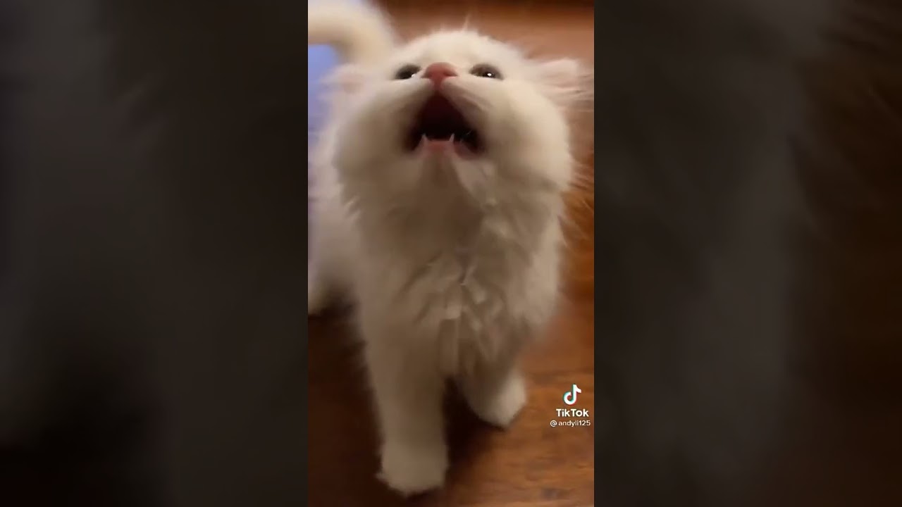 naslcat new video cat video shots HD video 