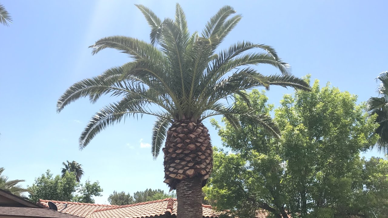 Trimming Canary Palm Tree/Phoenix Canariesis