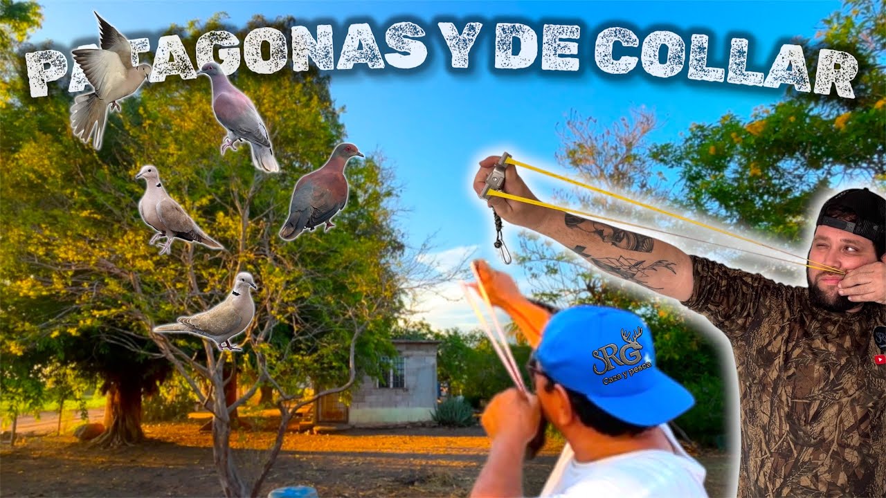 ‼️Así Se Caza Con Resortera🏹// caceria de Palomas de COLLAR y PATAGONAS en el RANCHO🔥⛰️