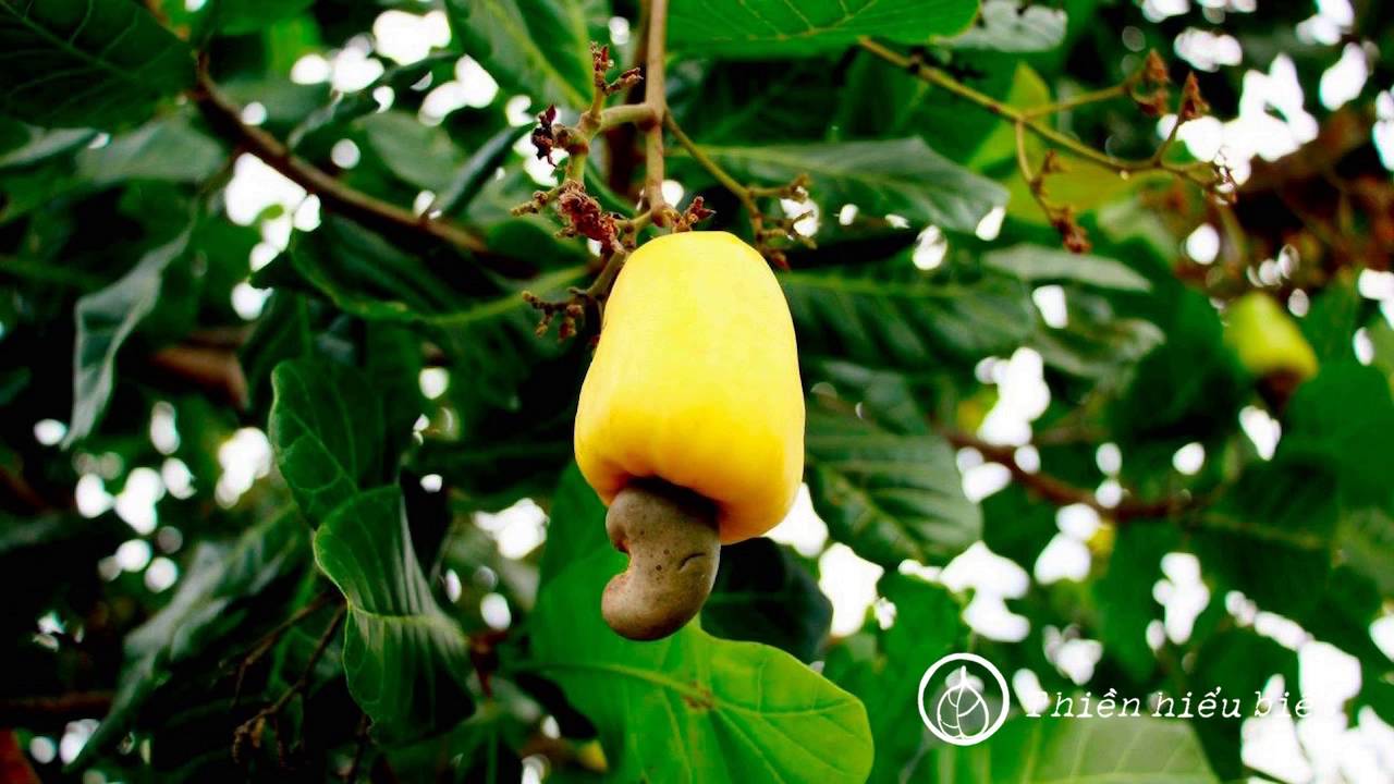 Sư Minh Niệm || Định Niệm Trong Đời Sống || chùa Hoa Nghiêm, Hoa Kỳ || 30.08.2009