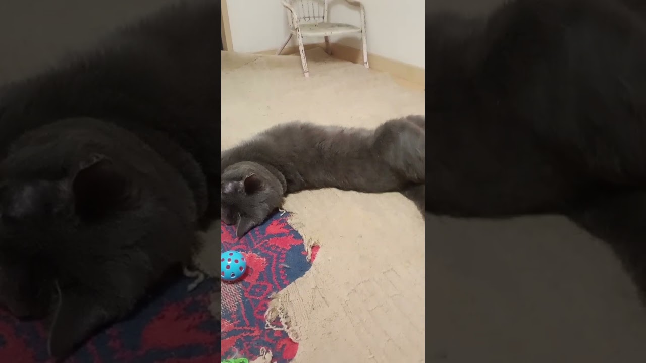 #くつろぎを極めた猫#ロシアンブルー#サビ猫#ラグドール