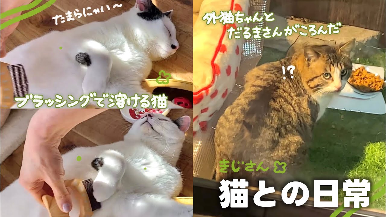 一瞬でブラッシングの虜になる保護猫ちゃんが可愛すぎる🤦‍♀️💕 | 目が合うと逃げてしまう外猫ちゃんに近づくためにだるまさんがころんだ作戦を決行しました😂 【保護猫シェルター】