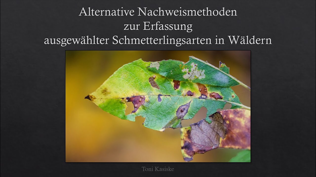 Alternative Nachweismethoden zur Erfassung ausgewählter Schmetterlingsarten in Wäldern