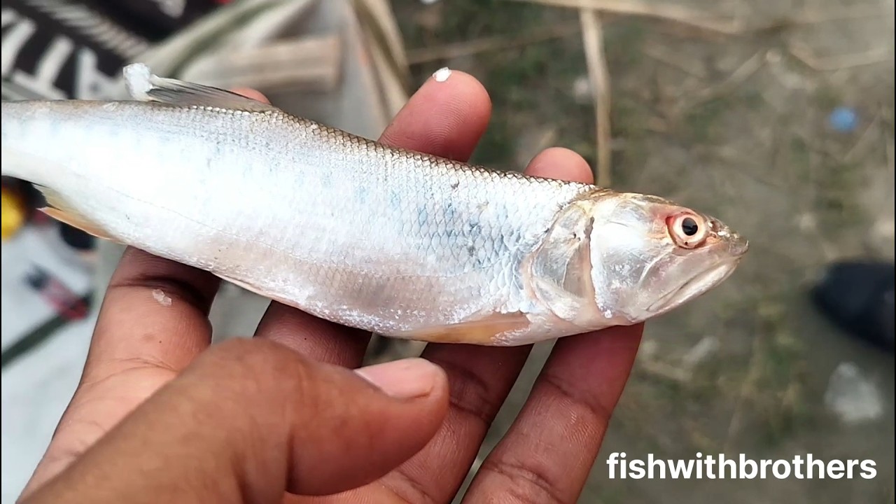 fishing catfish / How to catch catfish / Best catfish Bait gallad cheepan / yamuna river fishing