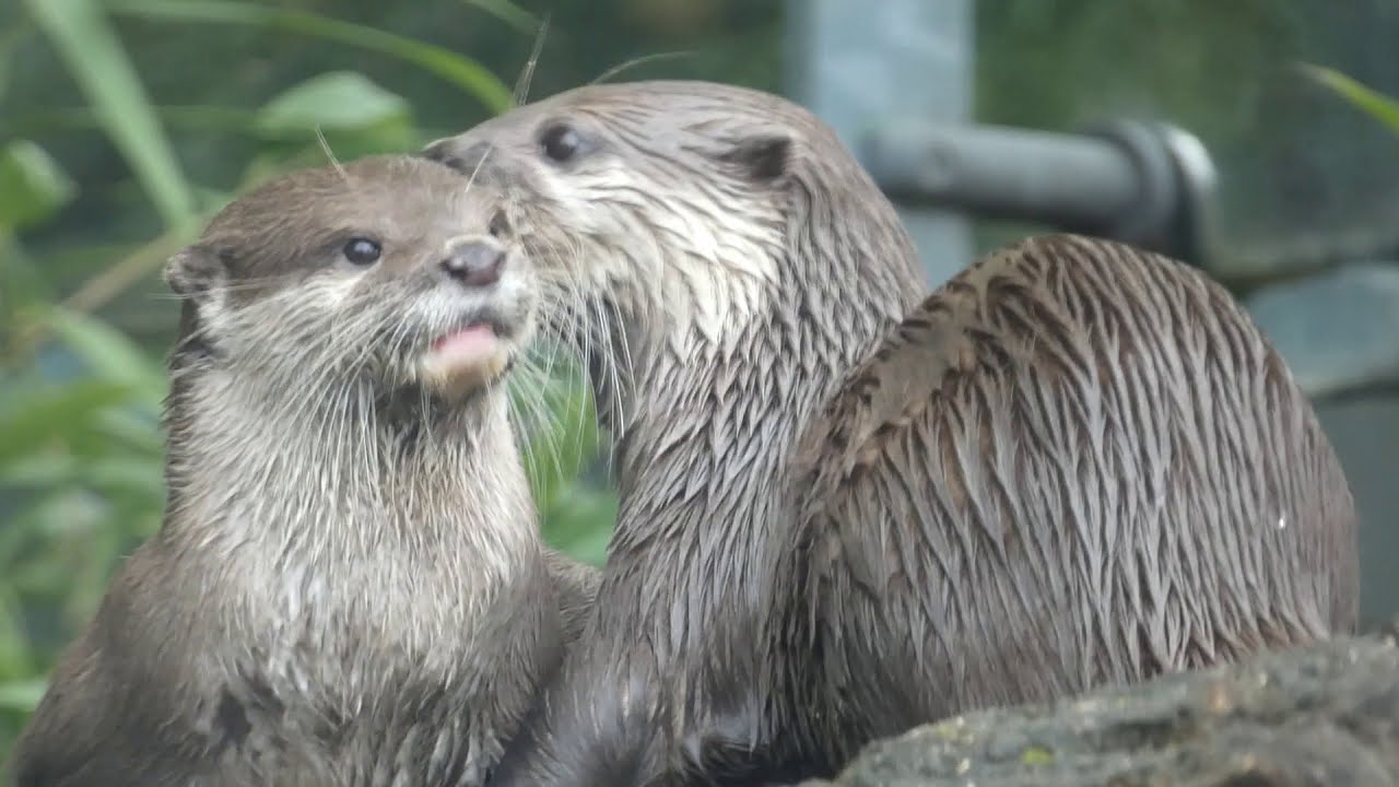 Cute Otter Family at London Zoo, @ZslOrg1826