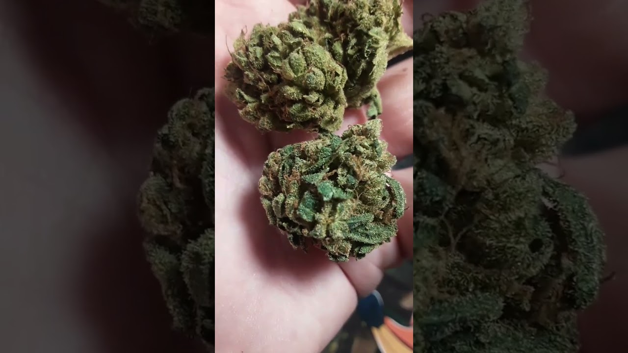 Death Star Dispensary Strain Review!! *Sesh*