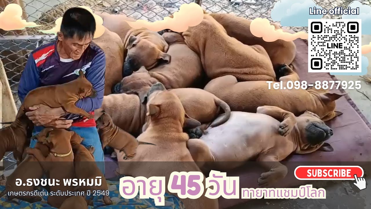 อายุครบ 45 วัน | ลูกเจ้าเพชรทั้ง 9 ตัว | #ธงชนะพรหมมิ #สุนัขไทยหลังอาน