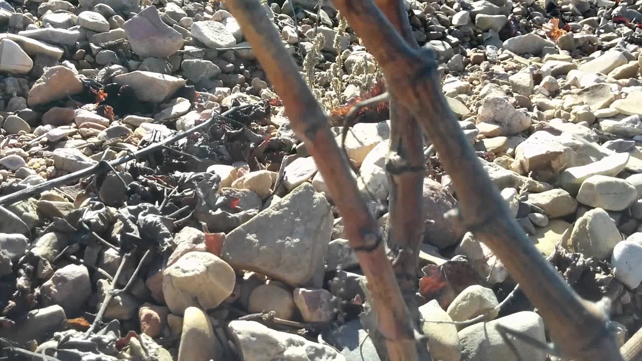 Poda Viña, formación de vaso