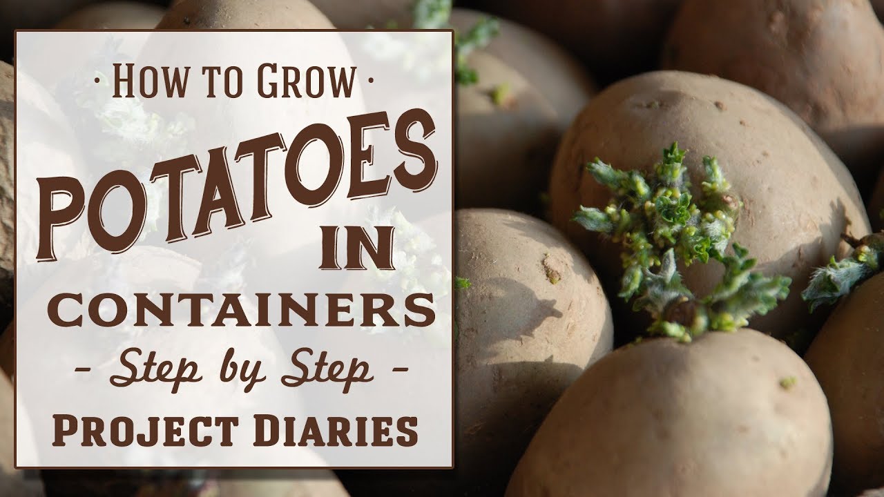 ★ How to: Grow Potatoes in Containers (Step by Step Guide)