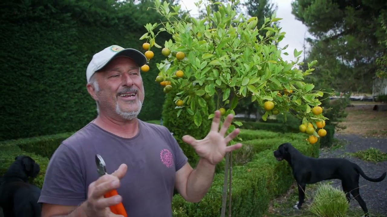 How I Prune My Kumquat Trees