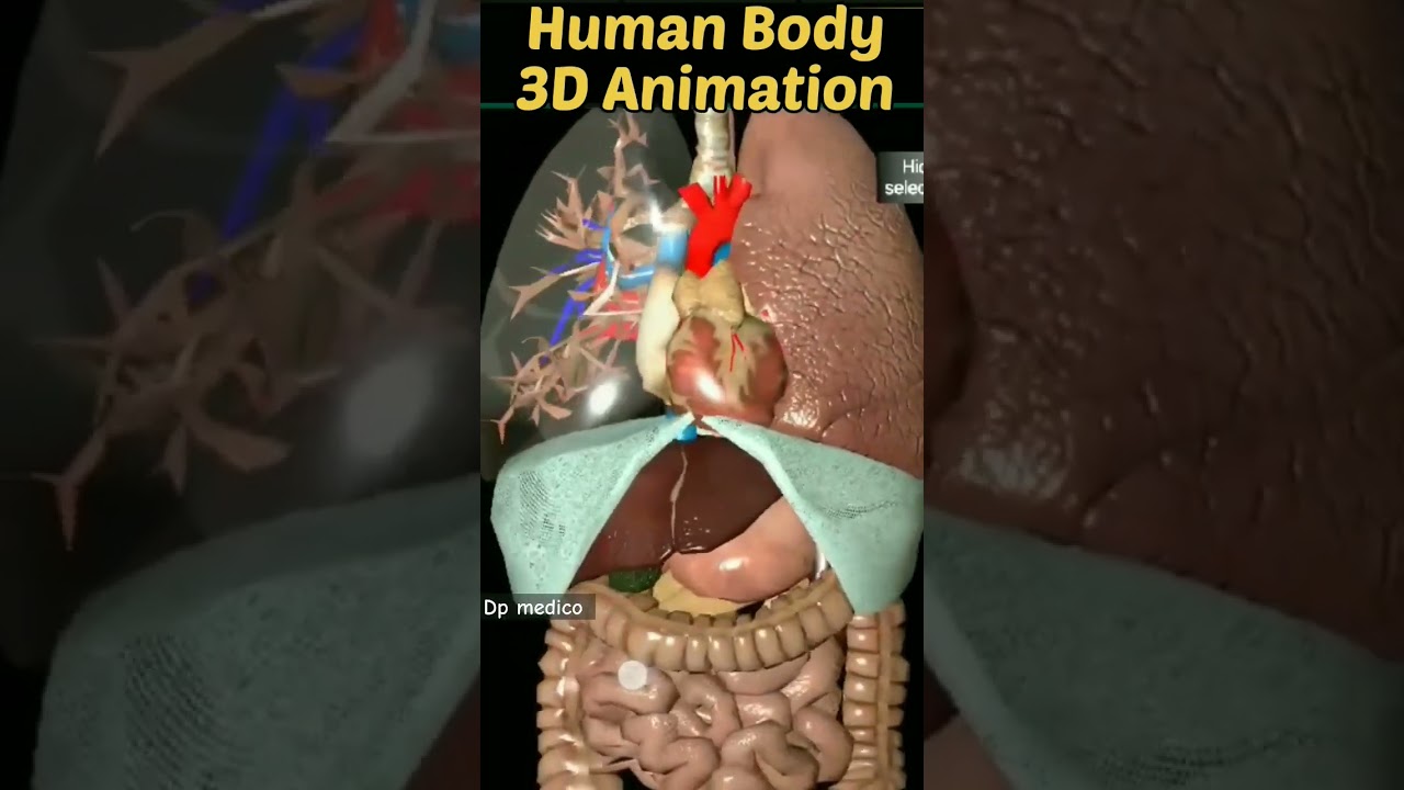 3D Animation of Human Body #shorts  #viralshorts #pmchhospital #nmchhospital #dpmedicos #anatomy